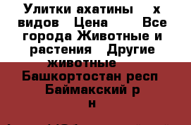 Улитки ахатины  2-х видов › Цена ­ 0 - Все города Животные и растения » Другие животные   . Башкортостан респ.,Баймакский р-н